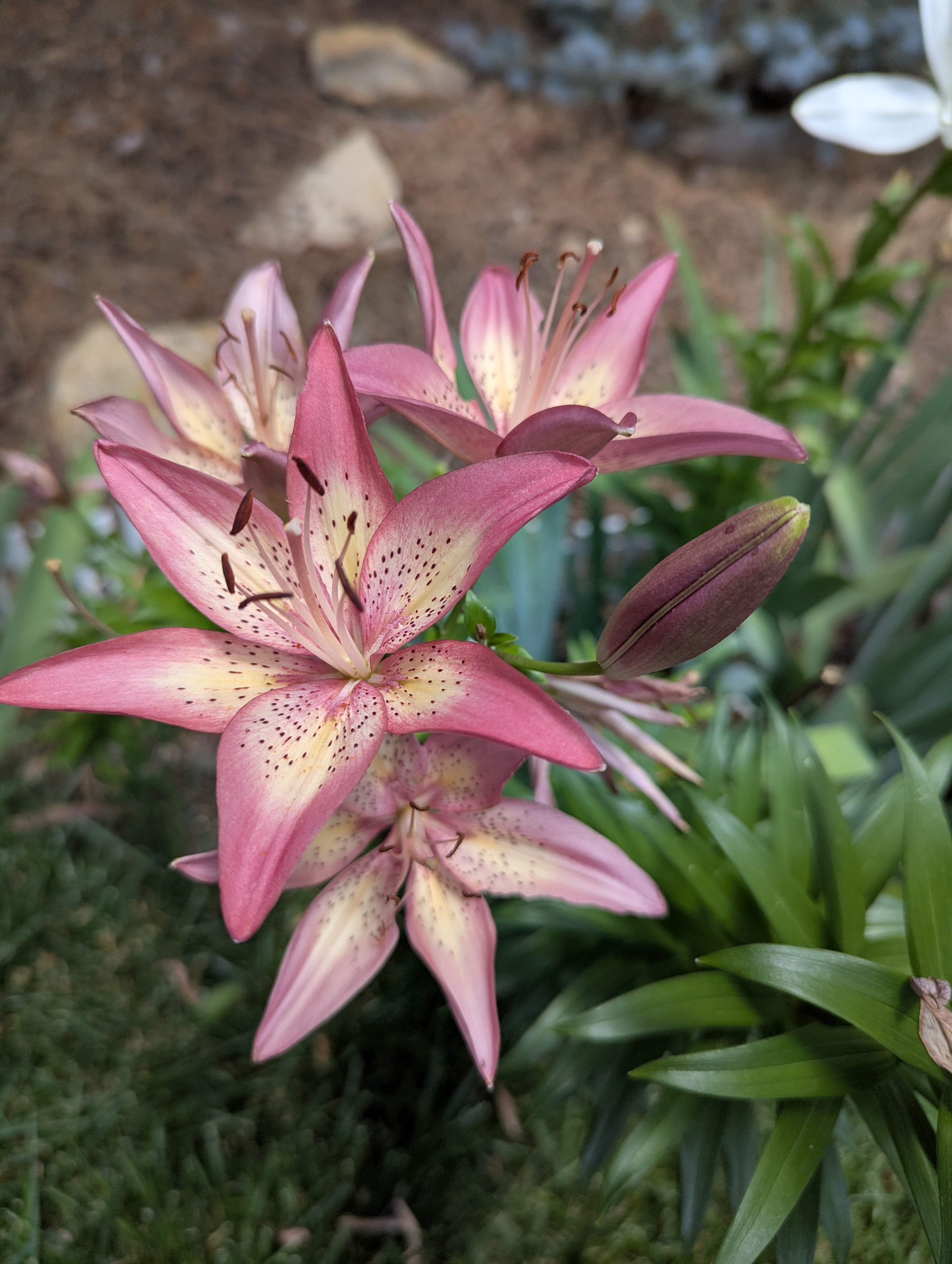 4th of July, Colorado, lillies
